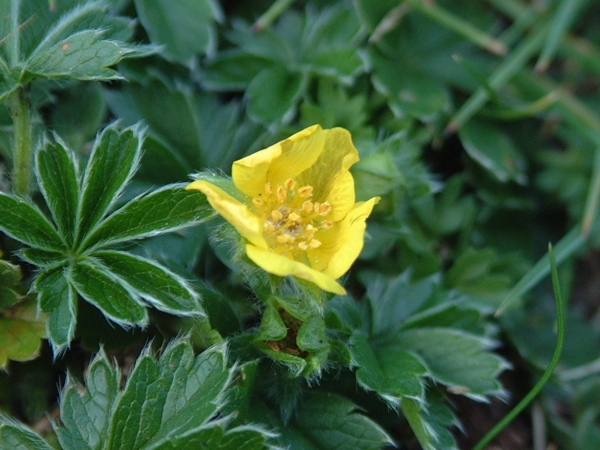 pianta senza nome - Potentilla sp.